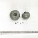 Click for 1 image(s) for this accession. FRUIT